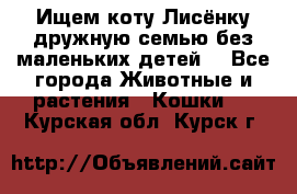 Ищем коту Лисёнку дружную семью без маленьких детей  - Все города Животные и растения » Кошки   . Курская обл.,Курск г.